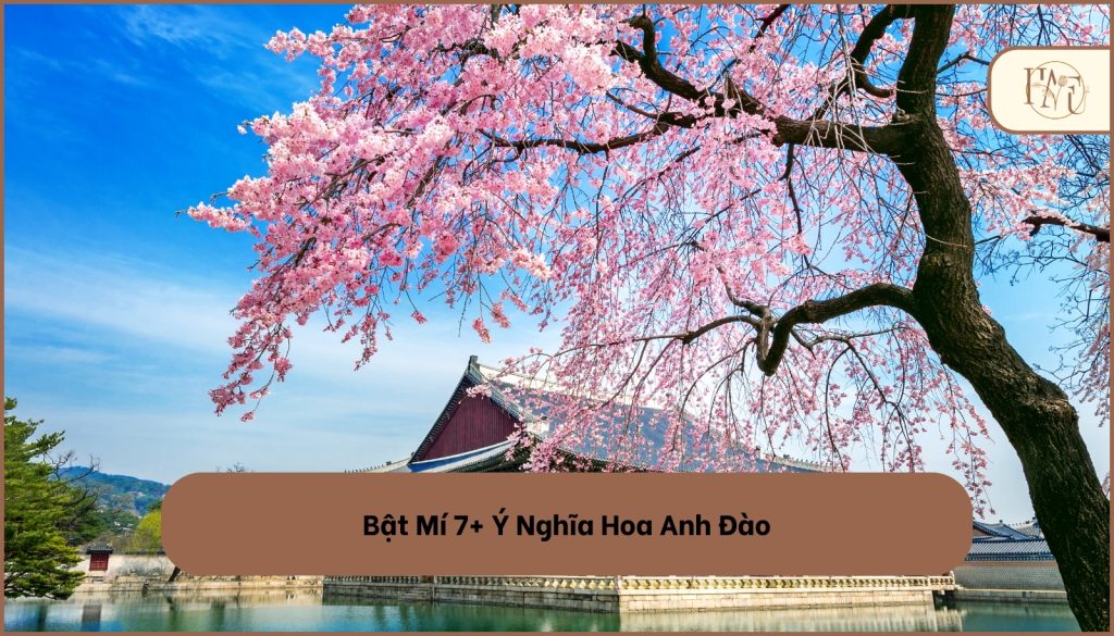 Bật Mí 7+ Ý Nghĩa Hoa Anh Đào