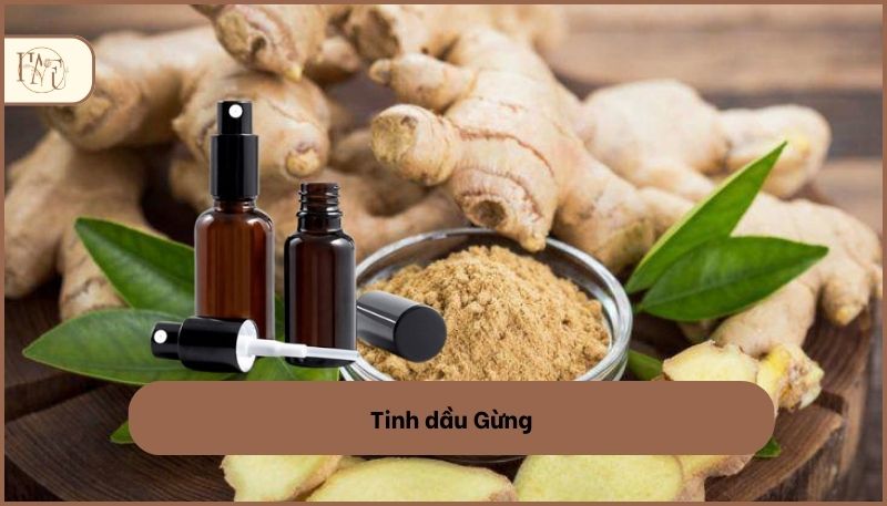 Tinh dầu Gừng