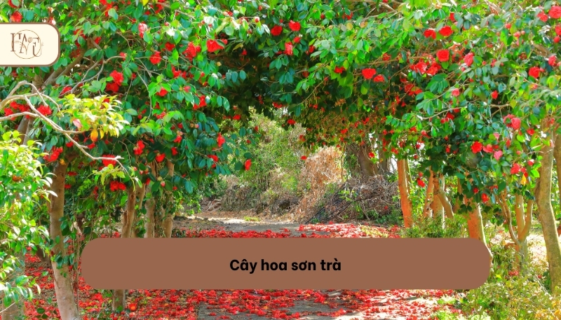 Cây hoa sơn trà