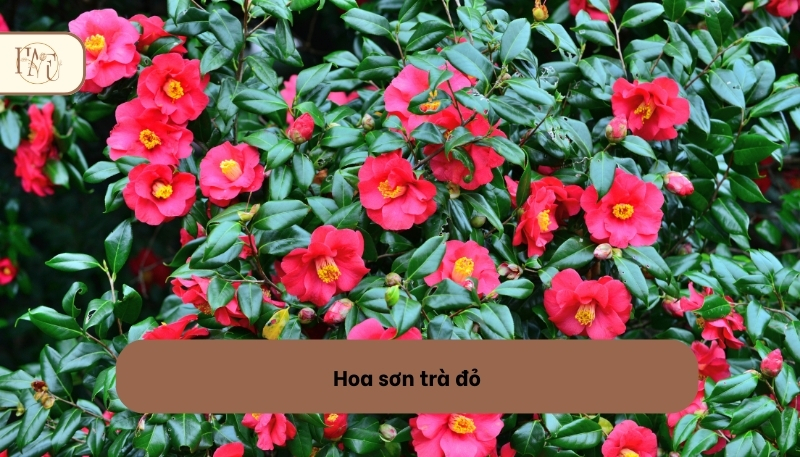 Hoa sơn trà đỏ