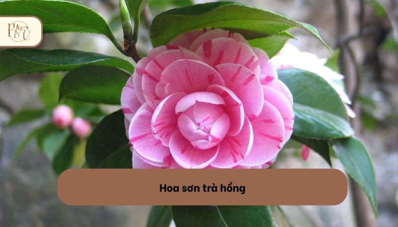 Hoa sơn trà màu hồng