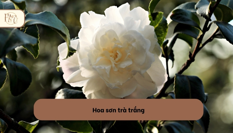 Hoa sơn trà màu trắng
