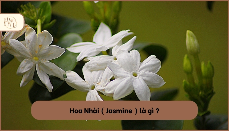 ý nghĩa của hoa nhài trắng