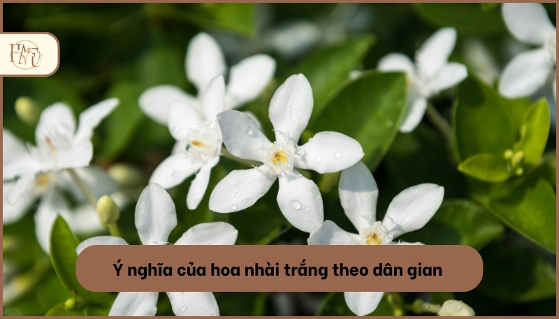 ý nghĩa của hoa nhài trắng